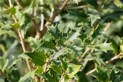 Stachelblättrige Duftblüte - Osmanthus heterophyllus - Formgehölze