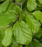 Eisenbaum - Parrotia persica - Baum