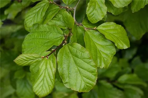 Eisenbaum - Parrotia persica - Baum