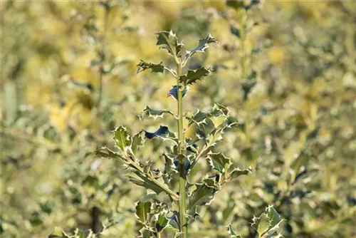 Weißbunte Stechpalme 'Argentea Marginata' - Ilex aquif.'Argentea Marginata'