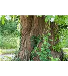 Chinesisches Rotholz - Metasequoia glyptostroboides - Heckenelemente