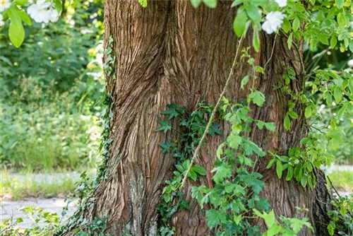 Chinesisches Rotholz - Metasequoia glyptostroboides - Heckenelemente