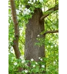 Chinesisches Rotholz - Metasequoia glyptostroboides - Heckenelemente