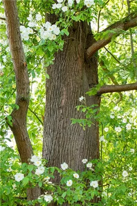 Chinesisches Rotholz - Metasequoia glyptostroboides - Heckenelemente