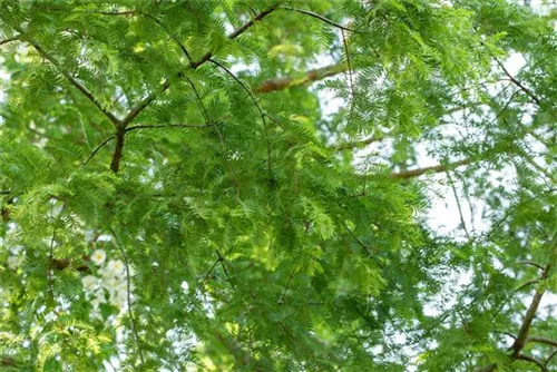 Chinesisches Rotholz - Metasequoia glyptostroboides - Heckenelemente