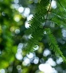 Chinesisches Rotholz - Metasequoia glyptostroboides - Heckenelemente