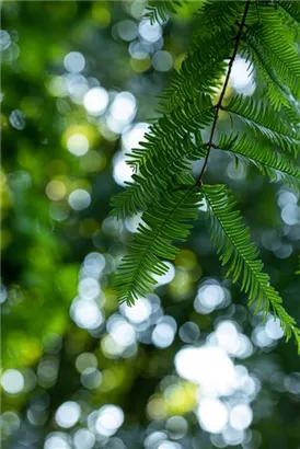 Chinesisches Rotholz - Metasequoia glyptostroboides - Heckenelemente