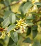 Burkwoods Duftblüte - Osmanthus burkwoodii - Formgehölze