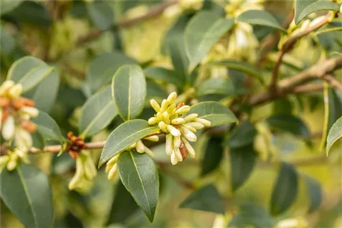 Burkwoods Duftblüte - Osmanthus burkwoodii - Formgehölze