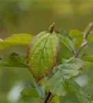 Eisenbaum 'Vanessa' - Parrotia persica 'Vanessa' - Formgehölze