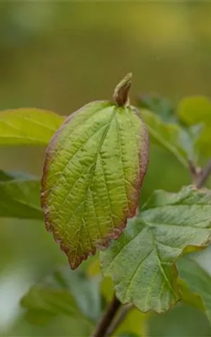 Parrotia persica 'Vanessa' - Formgehölze