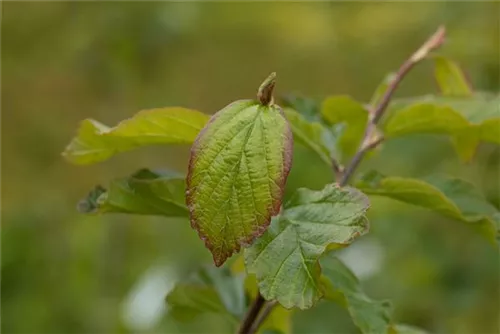 Eisenbaum 'Vanessa' - Parrotia persica 'Vanessa' - Formgehölze