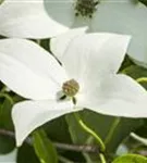 Jap.Blumen-Hartriegel 'Milky Way' - Cornus kousa chinensis 'Milky Way'