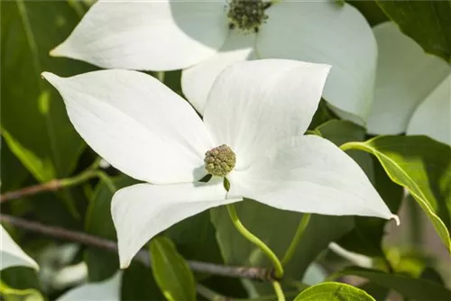 Jap.Blumen-Hartriegel 'Milky Way' - Cornus kousa chinensis 'Milky Way'