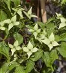 Jap.Blumen-Hartriegel 'Milky Way' - Cornus kousa chinensis 'Milky Way'