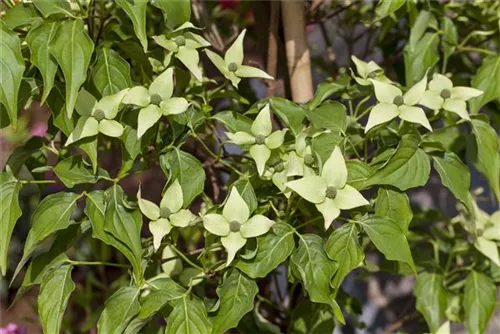 Jap.Blumen-Hartriegel 'Milky Way' - Cornus kousa chinensis 'Milky Way'