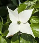 Jap.Blumen-Hartriegel 'Milky Way' - Cornus kousa chinensis 'Milky Way'