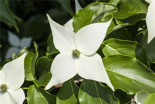 Jap.Blumen-Hartriegel 'Milky Way' - Cornus kousa chinensis 'Milky Way'