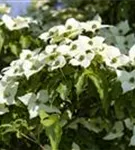 Jap.Blumen-Hartriegel 'Milky Way' - Cornus kousa chinensis 'Milky Way'