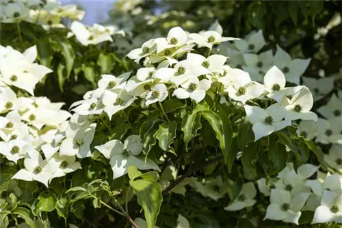 Jap.Blumen-Hartriegel 'Milky Way' - Cornus kousa chinensis 'Milky Way'