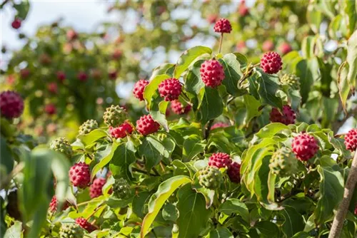 Jap.Blumen-Hartriegel 'Milky Way' - Cornus kousa chinensis 'Milky Way'