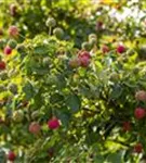 Jap.Blumen-Hartriegel 'Milky Way' - Cornus kousa chinensis 'Milky Way'