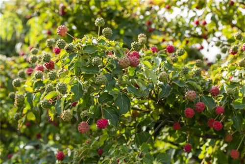 Jap.Blumen-Hartriegel 'Milky Way' - Cornus kousa chinensis 'Milky Way'