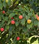 Jap.Blumen-Hartriegel 'Milky Way' - Cornus kousa chinensis 'Milky Way'