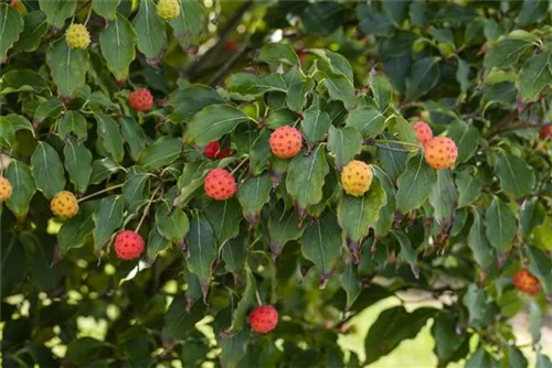 Jap.Blumen-Hartriegel 'Milky Way' - Cornus kousa chinensis 'Milky Way'