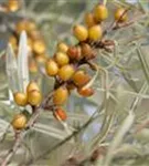 Sanddorn - Hippophae rhamnoides