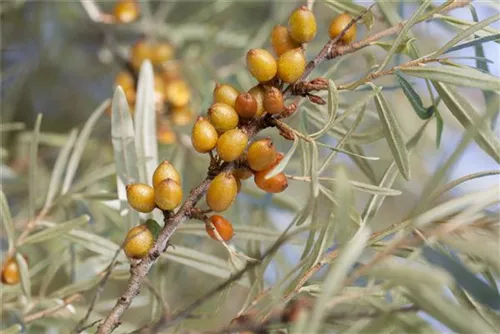 Sanddorn - Hippophae rhamnoides