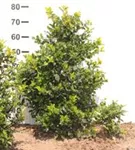 Fruchtende Stechpalme 'Blue Princess' -R- - Ilex meserveae 'Blue Princess' -R-