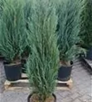 Virginischer Wacholder 'Blue Arrow' - Juniperus scopulorum 'Blue Arrow' - Heckenpflanzen