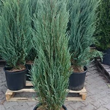 Juniperus scopulorum 'Blue Arrow' - Heckenpflanzen, C 25 125- 150