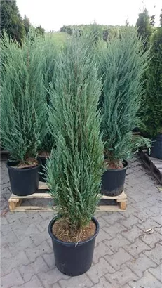 Virginischer Wacholder 'Blue Arrow' - Juniperus scopulorum 'Blue Arrow' - Heckenpflanzen