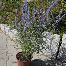 Perovskia atriplicifolia 'Blue Spire', C 3 30- 40