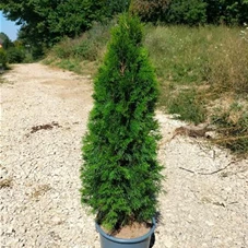 Thuja occidentalis 'Smaragd' - Heckenpflanzen, C 20 120- 140