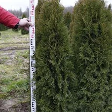 Thuja occidentalis 'Smaragd' - Heckenpflanzen, MB 140- 160