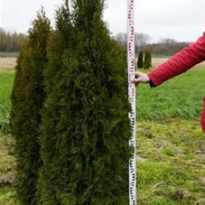 Thuja occidentalis 'Smaragd' - Heckenpflanzen, MB 160- 180